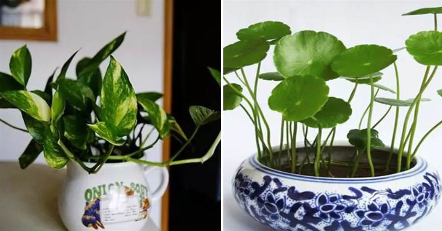 盤點幾種長得好看而且耐活的綠色植物，擺在家里賞心悅目！
