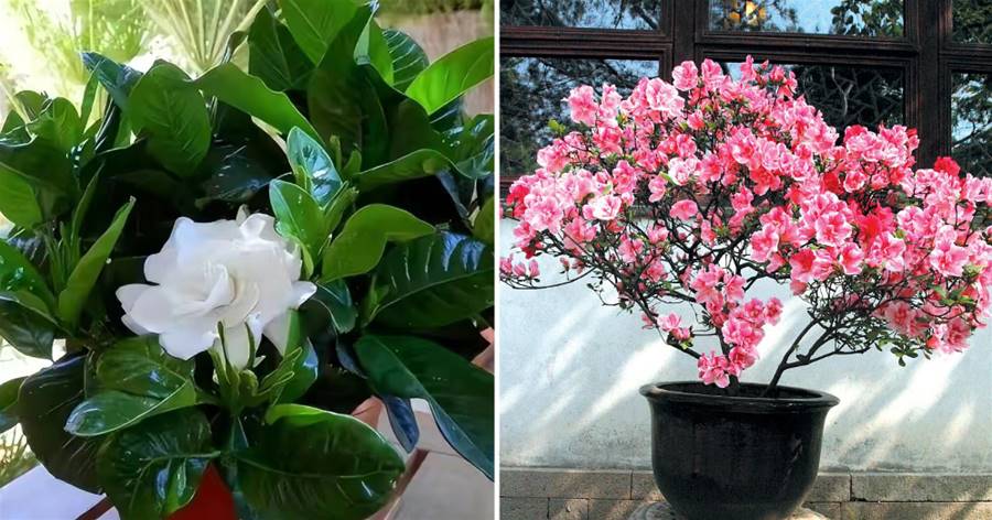 6種漂亮花，愛「吃醋」，定期澆一杯，葉子油綠開花美