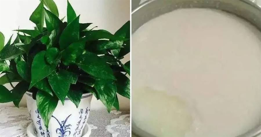 冬季澆花就用「3種水」，枝葉蹭蹭冒，花大色艷，過冬有保障！