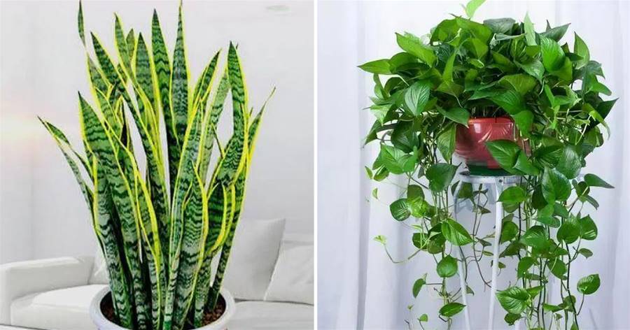 人養花，花亦養人！這8種「能養人」的健康花，建議至少養一種