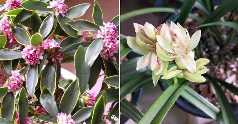 陽台養1盆「香香花」，香氣撲鼻，久聚不散，人稱香味之王！