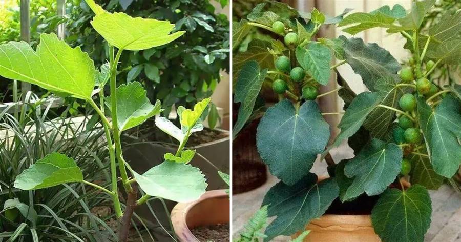 冬季如何養無花果？做好這4步，來年枝繁葉茂、果子更多