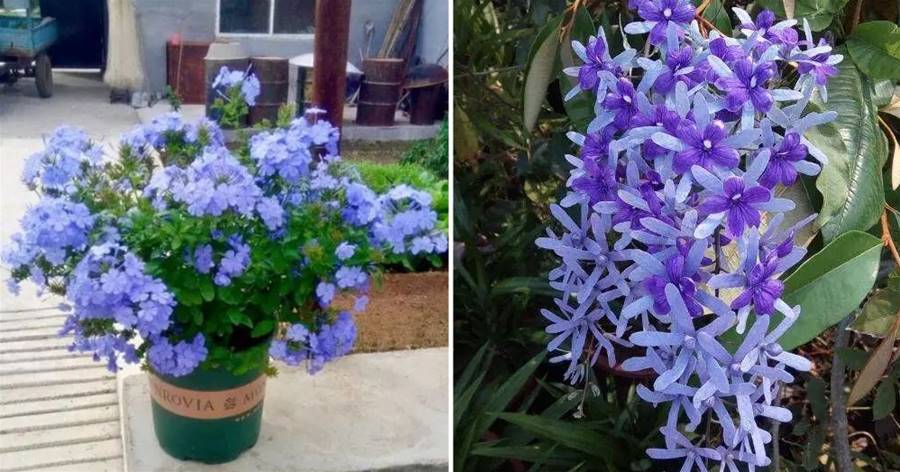 強烈推薦：5種「藍色」的花，優雅又好看，養在家里品味翻倍！