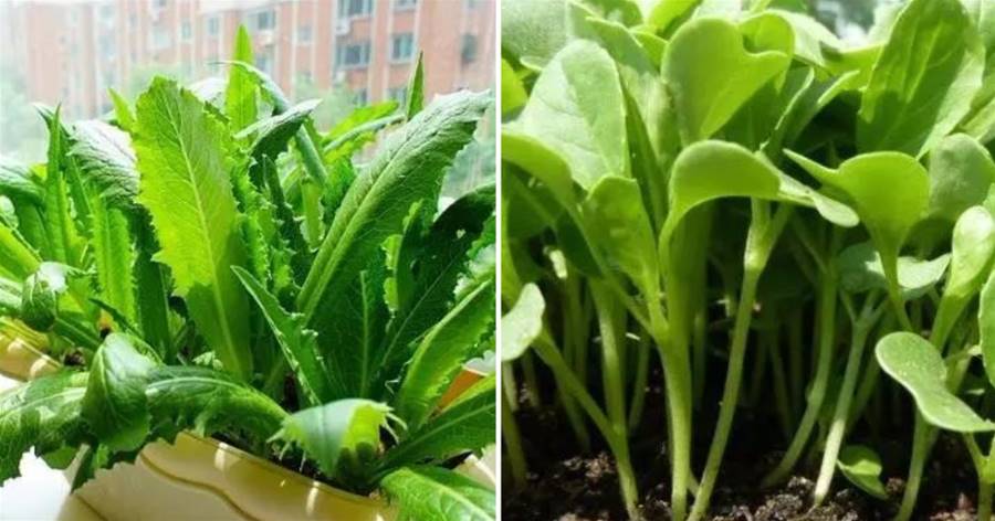 六種在家就可以種的菜，陽台種幾盆，漂亮好吃有營養！