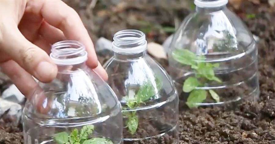 花盆里放一個塑料瓶，一個星期不澆水，盆栽一樣長得旺！