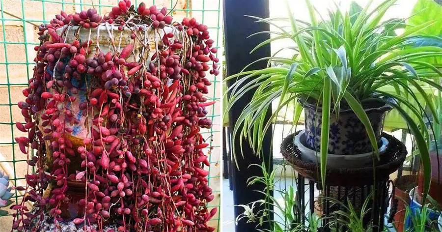 公認好養的「10種花」，綠蘿只能排最后一名，養死過一半的請舉手