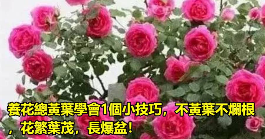 養花總黃葉學會1個小技巧，不黃葉不爛根，花繁葉茂，長爆盆！