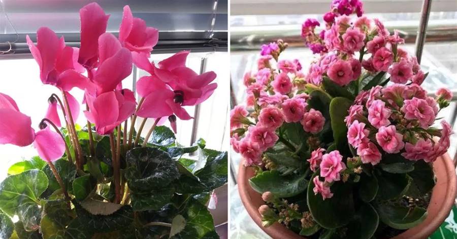 這5種花很「耐寒」，專門在冬季開花，花色艷、花期長，養就對了！