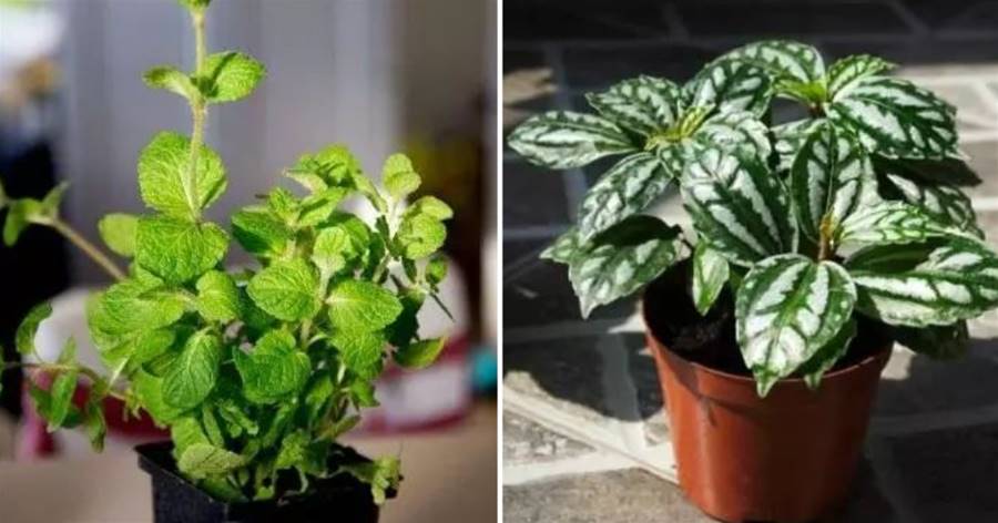 廚房油煙重？這3種花草，堪比天然「油煙機」，空氣清新，不跑煙