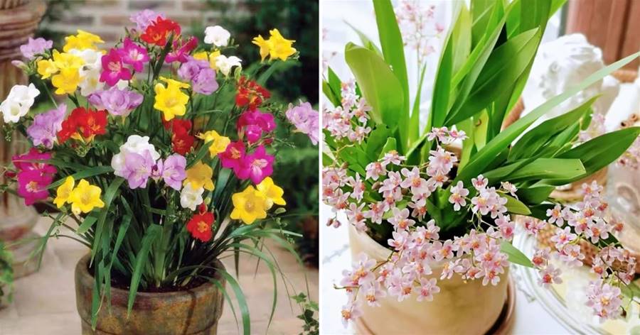 4種「香香花」，花期在冬季，擺一盆在屋里，好像噴了香水一樣
