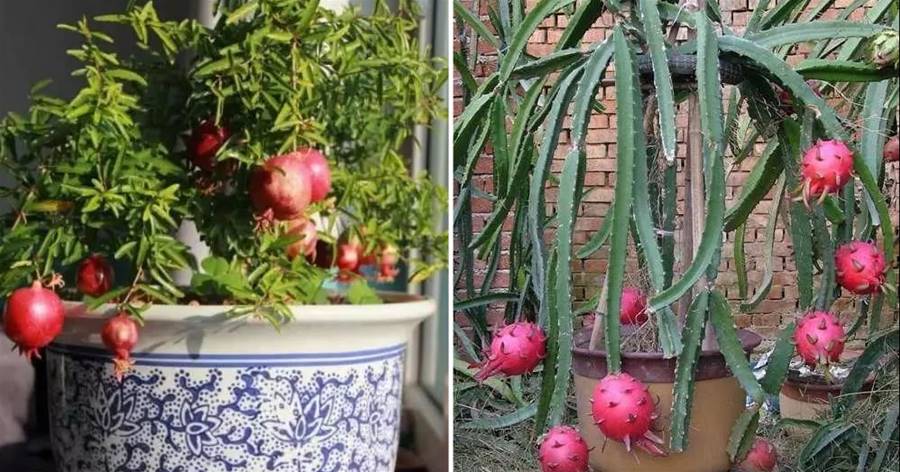 這2種「果核」，養成室內盆栽，能開花結果，比養花、養樹更好