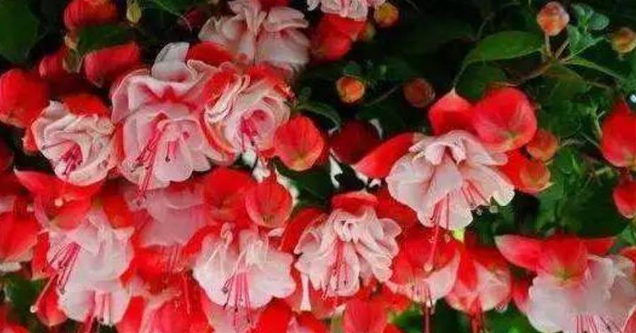 這花很漂亮，枝條沾土就生根，3月長滿盆，一年能開200天，值得養