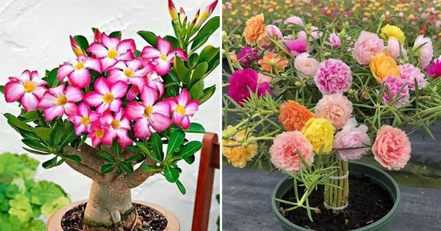 立冬后，養這10種花，切記不能多澆水，養不活都是由于手太勤