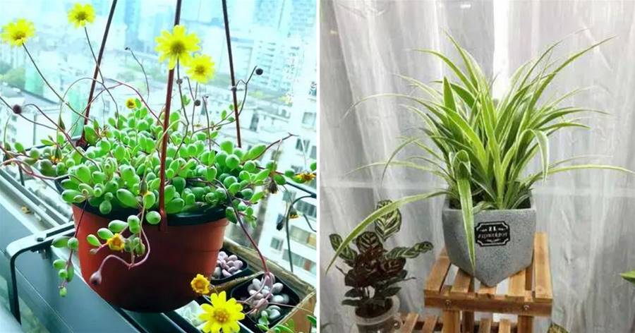 人養花，花亦養人！家居盆花20種，漂亮又實用，總有一款你喜歡