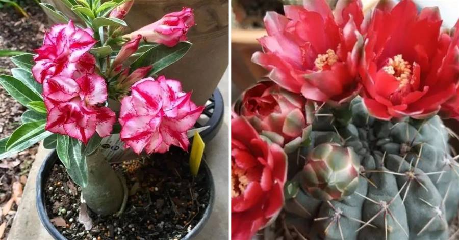 3種花「旱不死」，自帶「儲水器」，一個月不澆水，照樣能生長
