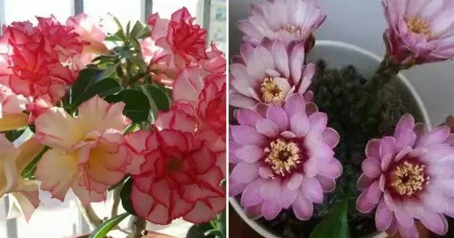 必備知識！這2種死不了的花，一開就是12個月，漂亮又好養，實為盆栽佳品！