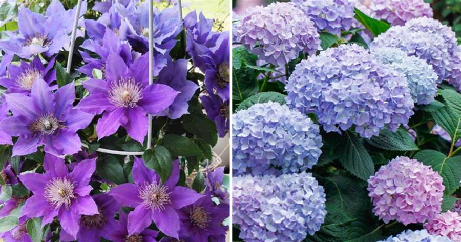 這「6種」花卉冬天葉子掉光也不要扔！它只是在「假死」！來年開春還能爆盆！