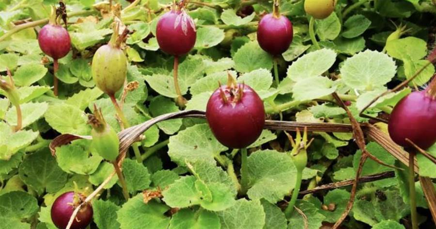 俗稱「地茄子草」，結出紫紅色漿果，猶如小櫻桃，如今十分有價值