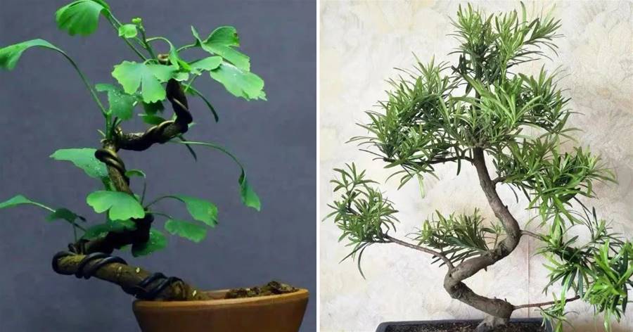 5種「鎮宅樹」，壽命長又寓意好，家里養幾棵，護宅吉祥保平安，越養越旺家！