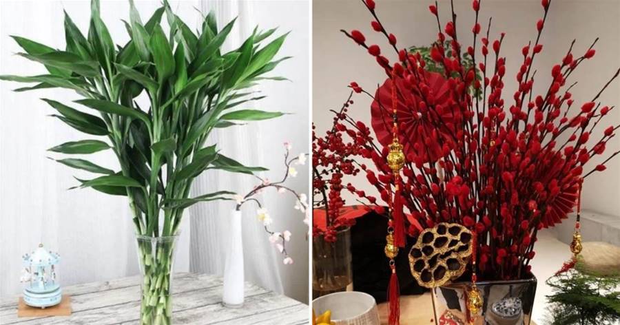 春節到了，家里養上2種花，漂亮、喜慶、有年味