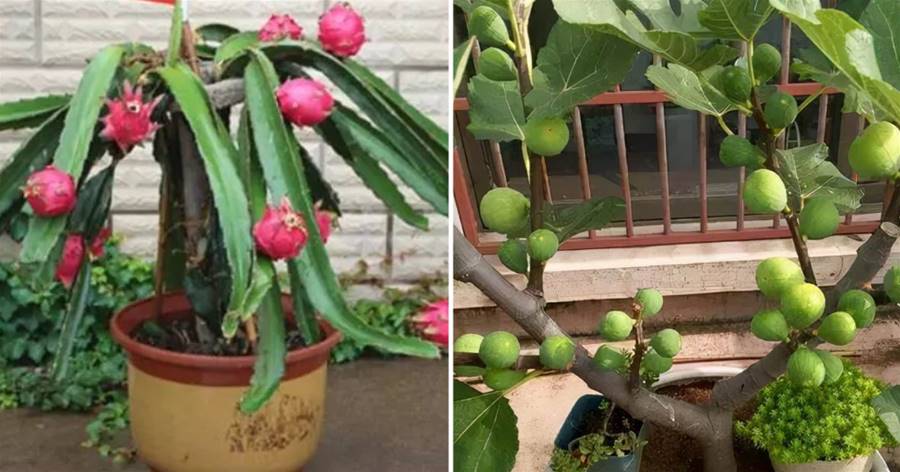 這2種盆栽水果，枝條插到盆里，開花結果，家里的水果吃不完
