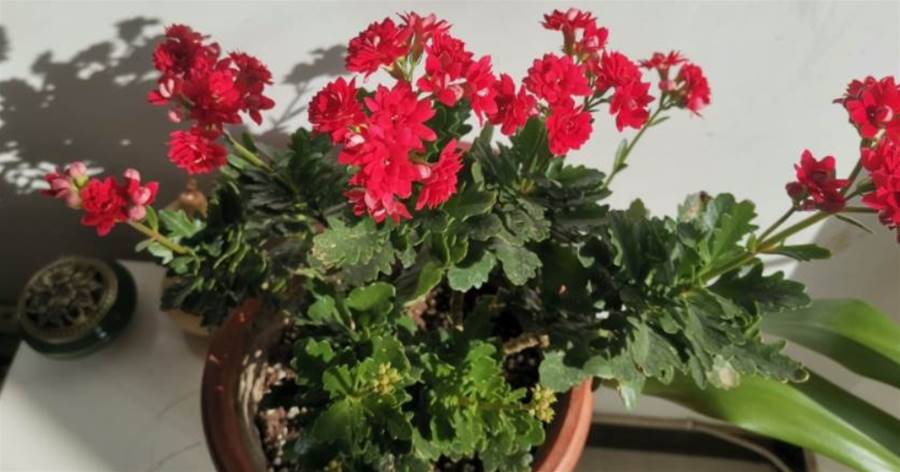 長壽花總是不開花怎麼辦？養花30年的大爺手把手教你爆滿盆