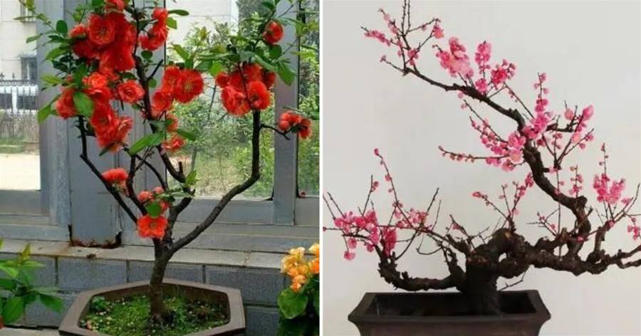 小小院子種棵「它」，一到冬天就開花，成小區里一道亮麗的風景