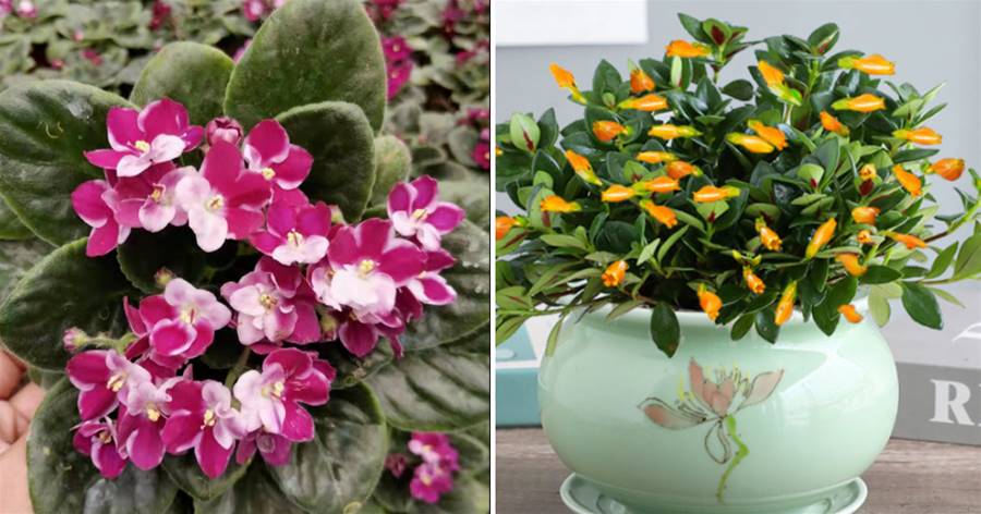 這5種花是「耐陰花」，家里光線不好也能嗖嗖長，開花特別漂亮，希望大家喜歡！