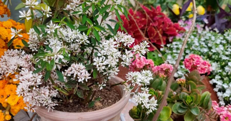 陽台養花「七大錯」，想變養花高手，一個也不能犯