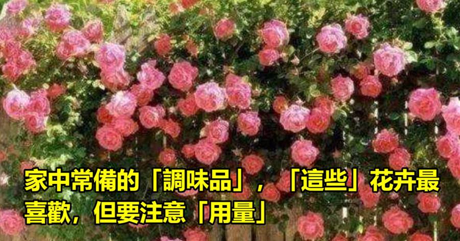 家中常備的「調味品」，「這些」花卉最喜歡，但要注意「用量」