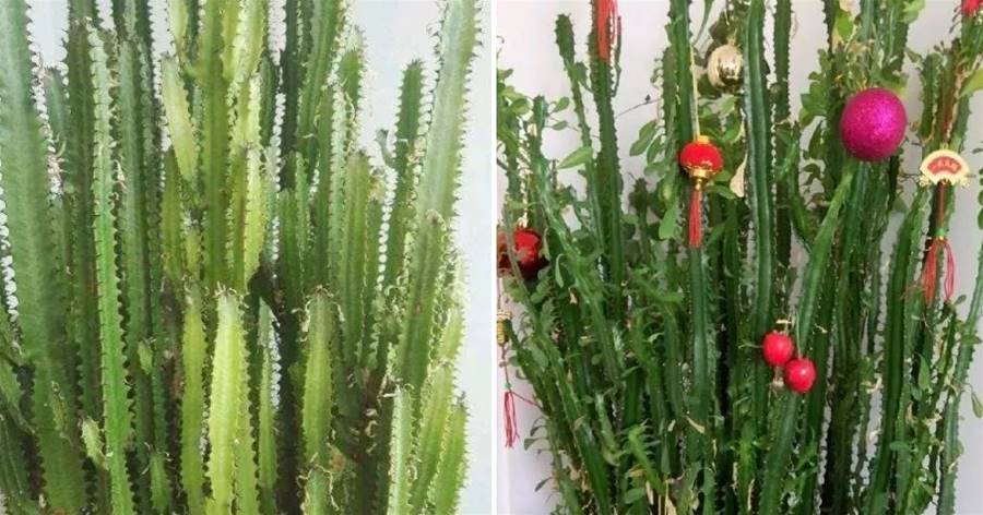 1種花，人稱「鎮宅花」，客廳養一盆全年好運，霸氣守家寓意好