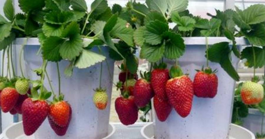 春季是吃草莓的季節，陽台盆栽做好4點，才能結果大，又香又甜
