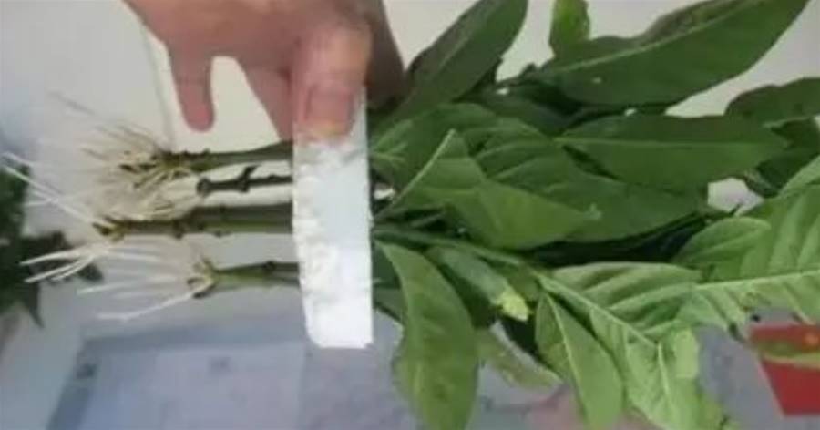 春天用「這玩意」來扦插，生根「快1倍」，這3種花都能用