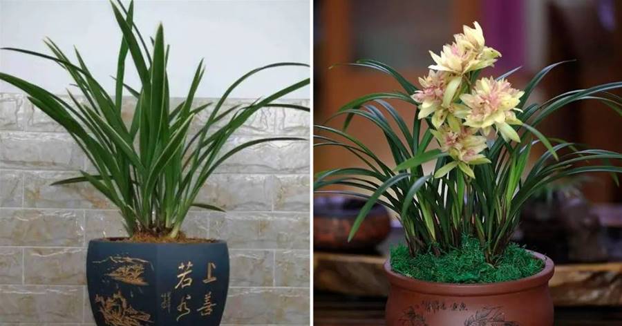 最好養的「3種蘭花」，價格便宜，花色清爽，自帶奇香，適合新手