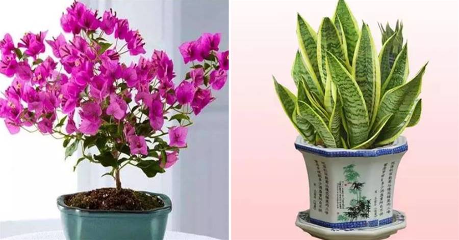 老花匠密不外傳的5個「養花秘訣」，今天一次性分享出來，養花效果一級棒