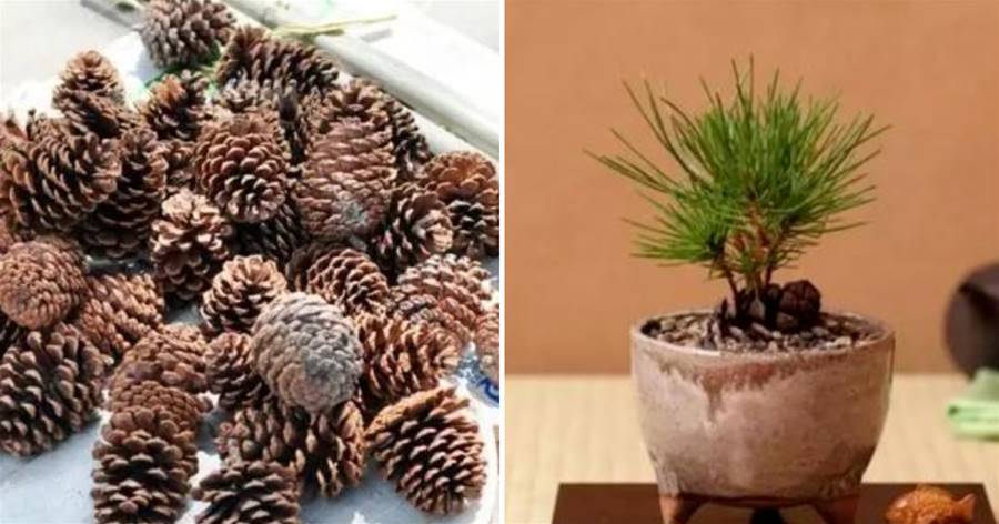 不值錢的「松果」，動動手就是「養花寶貝」，見到趕緊撿回家
