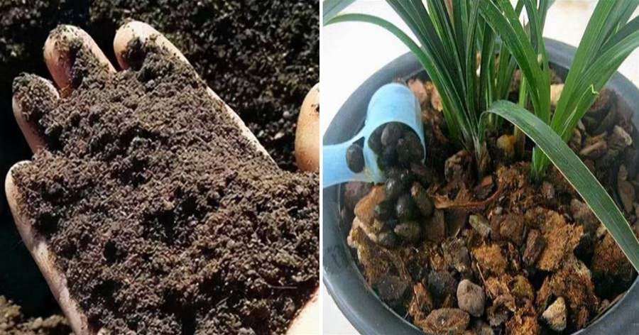 家家戶戶都有的三種「鉀肥」，不花錢就能得到，花兒用了根系壯，葉綠花美！