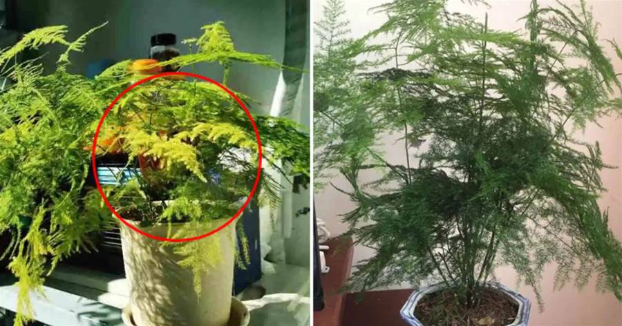文竹黃葉？大機率是「曬過頭」了，剪一刀「陰著養」，很快冒新芽、新葉