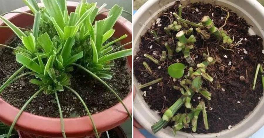 5種漂亮植物，春天給它「剪剪頭」，新葉長滿盆