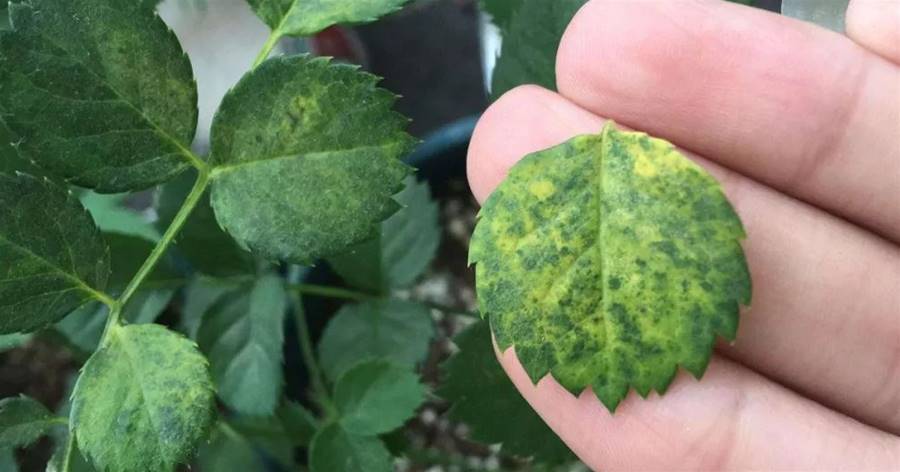 花盆里有小飛蟲怎麼辦？老園藝師教你最靠譜的治理方法，1招全解決！