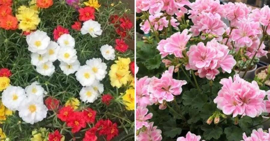 春天養3種「小盆花」，開花容易爆盆，養護又簡單