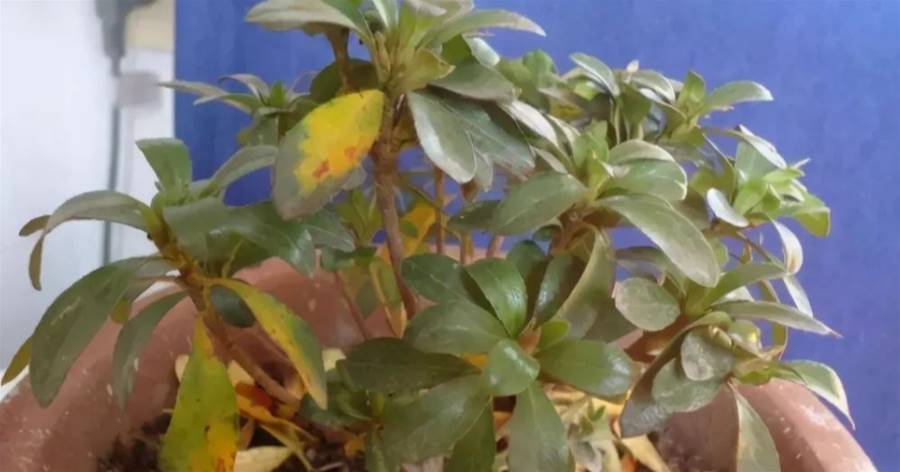 養花容易爛根，植物會有4個表現，早了解早發現，處理得當還有救