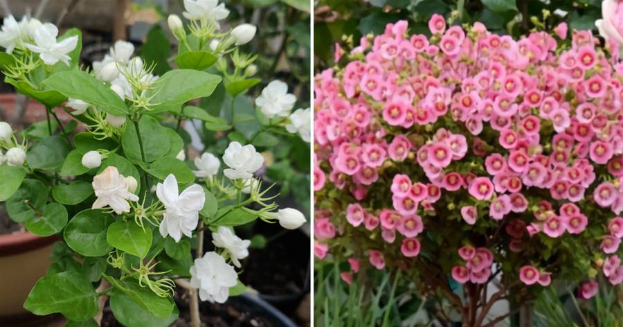 7種容易成活的花，只需剪幾根枝條，扦插成活當年就能開花