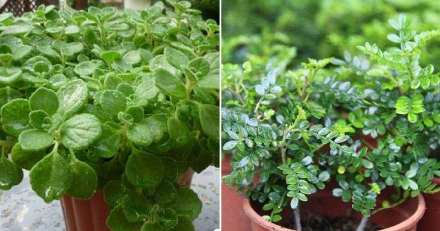 5種花好看又好養，葉片自帶「香氣」，每天聞一聞，提神又醒腦