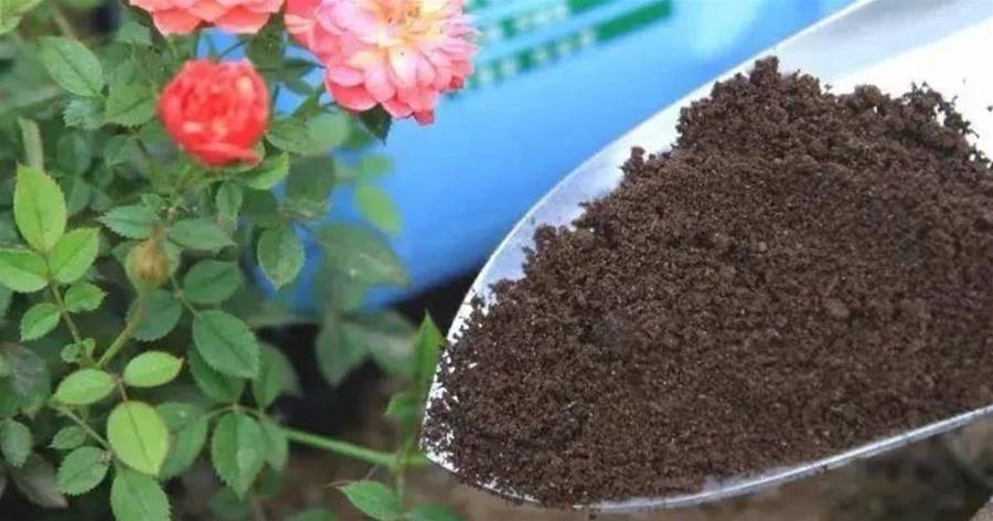 3種「天然松土劑」，換盆的時候加一點，土壤肥沃松軟，養啥旺啥